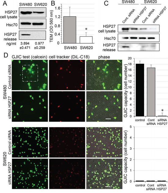 HSP27 knockdown inhibits the gap junctional coupling between SW480 cells and HMEC.
