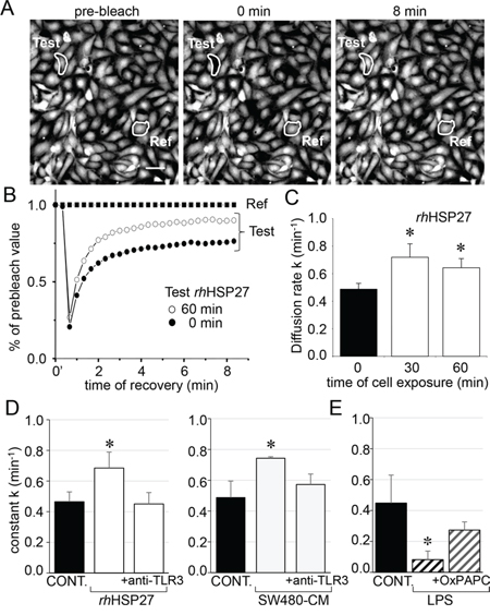Extracellular HSP27 increases the endothelial gap-junction coupling.