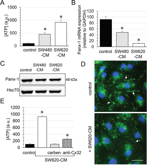 Role of endothelial Cx32 in SW620-CM-triggered ATP release in HMEC.