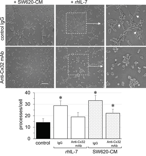 Endothelial Cx32 contributes to angiogenic effects of IL-7 as SW620-CM does.