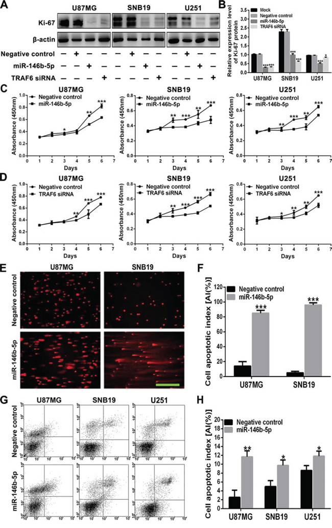 miR-146b-5p inhibits the proliferation of glioblastoma cells and promotes their apoptosis.