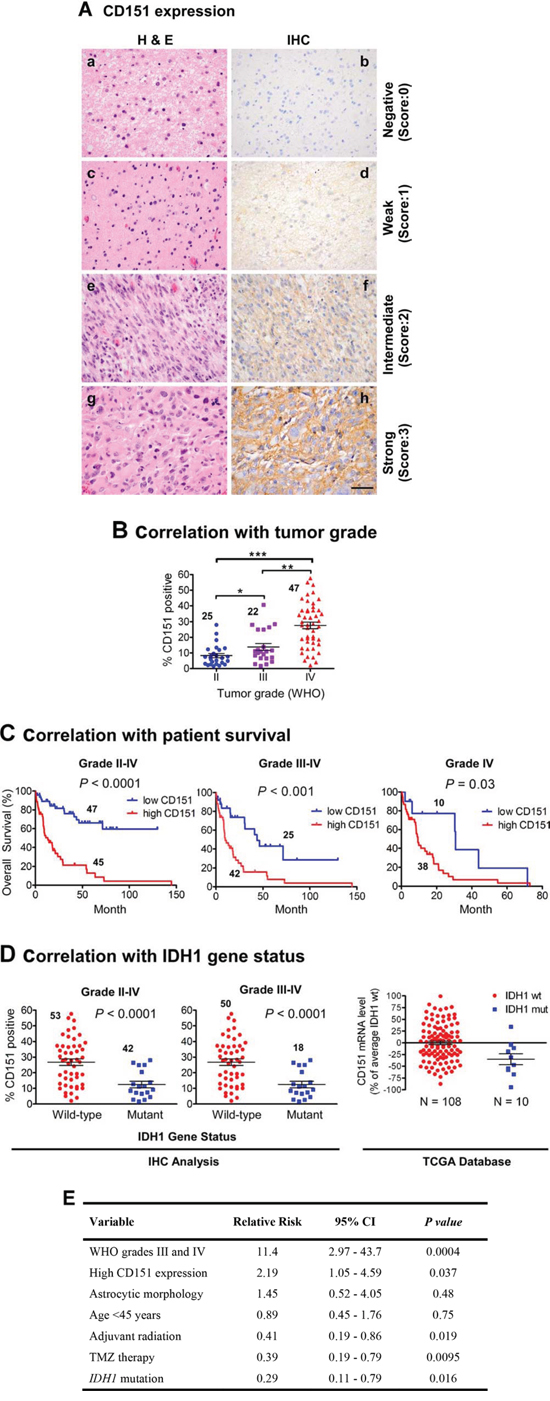 Relationship between CD151, WHO tumor grade, patient survival, and IDH1 gene status in a TMA-based glioma patient cohort.