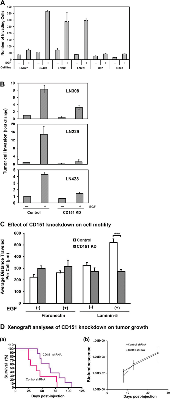 A role of CD151 in EGF-induced glioblastoma cell motility, invasion, and ex vivo tumor formation.