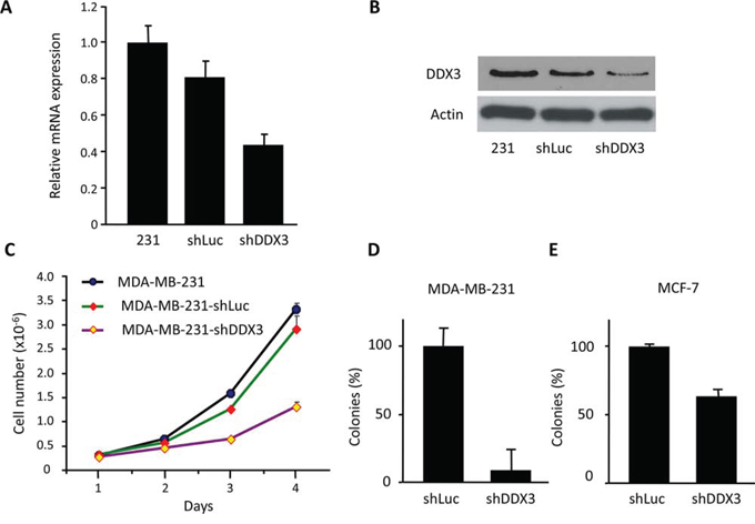 Characterization of MDA-MB-231 DDX3 knockdown cells.