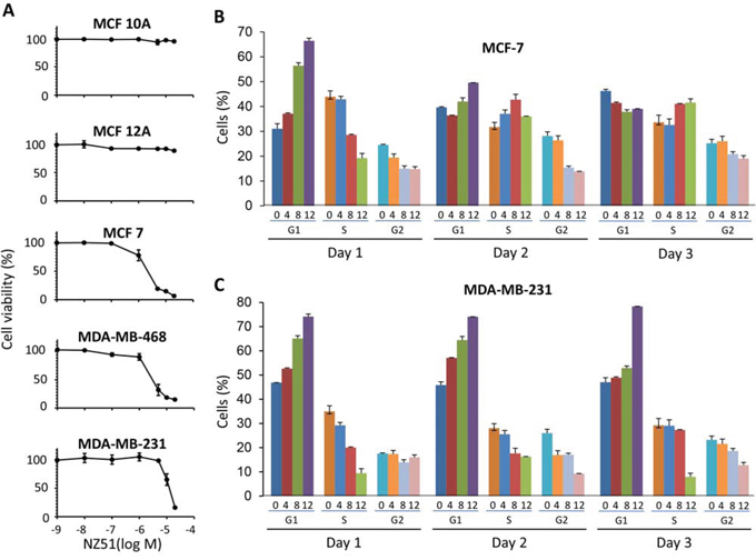 Effect of NZ51 on cell viability of normal breast cell lines and breast cancer cell lines as well as on cell cycle progression of MCF-7 and MDA-MB-231.