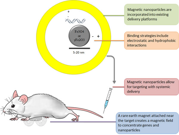 Overview of In Vivo Magnetically Targeted Gene Therapy.