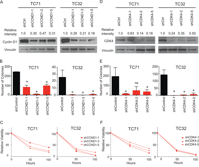 Targeting CDK4 and cyclin D1 with shRNA mediated knockdown results in impairment in both cell growth and colony formation.