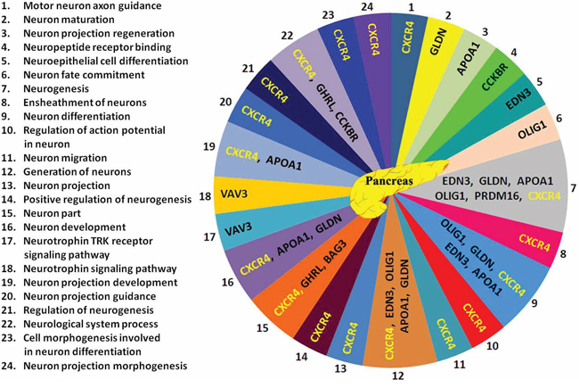 24 neuronal functions related to the 10 genes found in pancreas based on Gene Ontology database search.