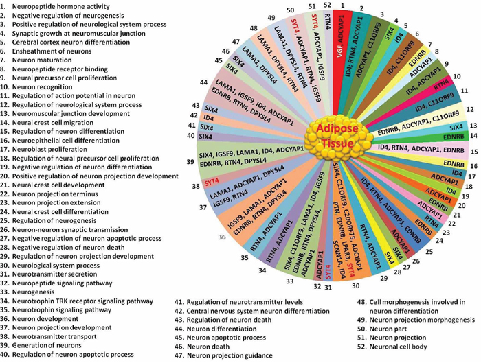 52 neuronal functions related to the 15 genes found in AT based on Gene Ontology database search.