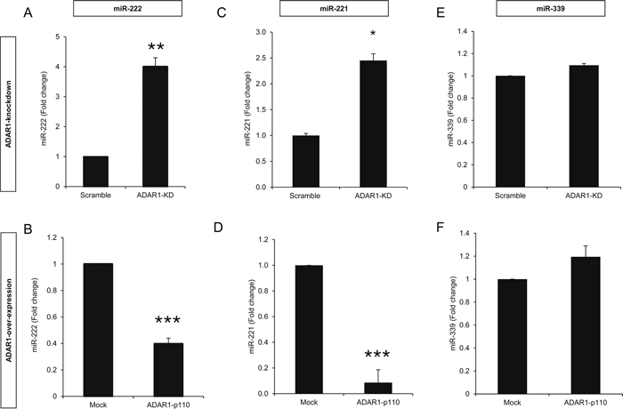 ADAR1 regulates miR-222 and miR-221 expression.