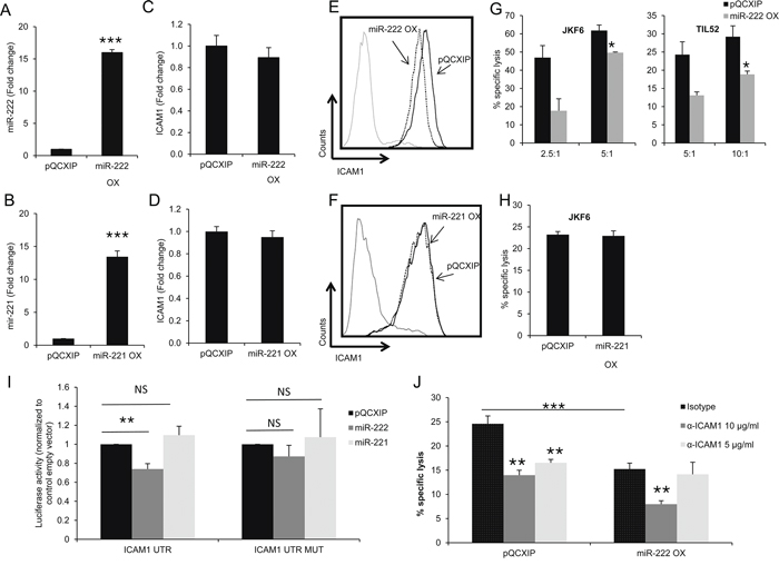 miR-222 suppresses ICAM1 expression at the protein level and enhances immune resistance.