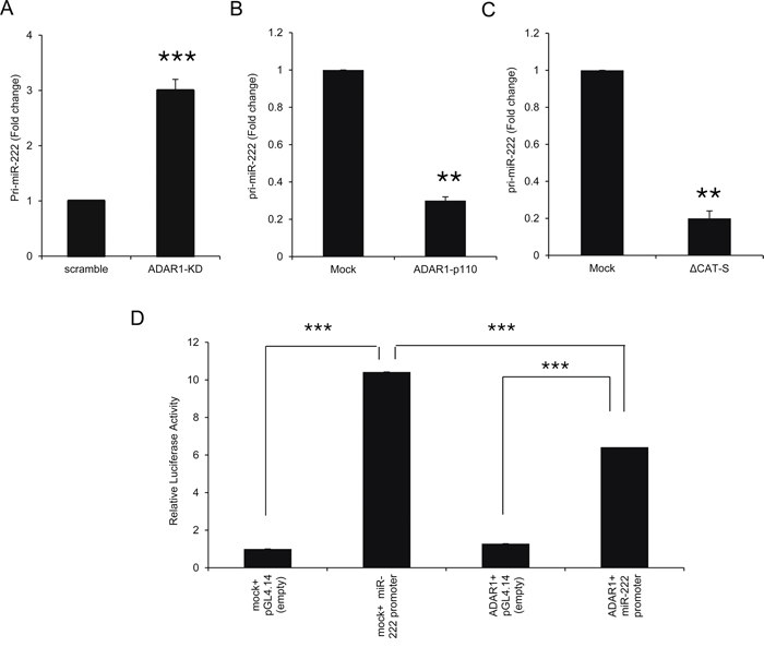 ADAR1 transcriptionally regulates miR-222 processing at the pri-miR level.