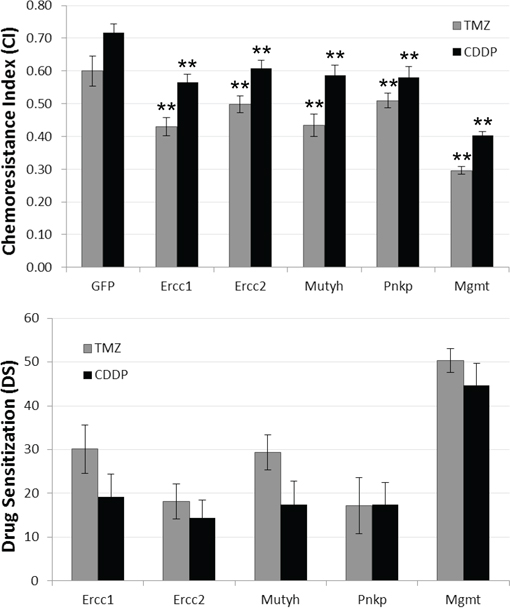 SiRNA-induced chemosensitization.