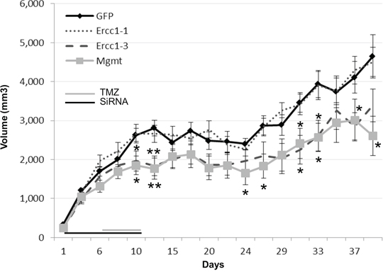 Therapeutic effects of the combined effect with TMZ and Ercc1-siRNA in vivo.