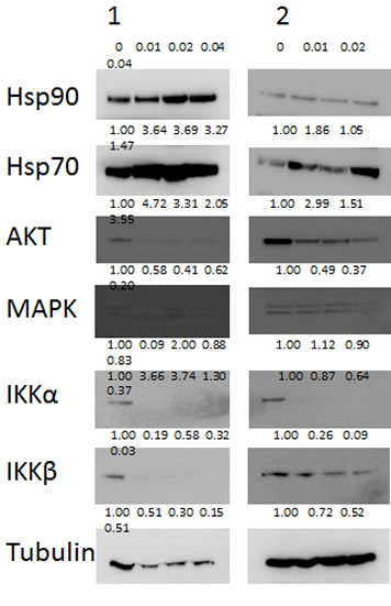Known Hsp90 client proteins AKT, IKK&#945; and IKK&#946; are depleted by NVP-AUY922-AG.