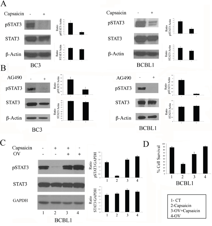 The reduction of STAT3 phosphorylation is involved in Capsaicin-mediated cell death.