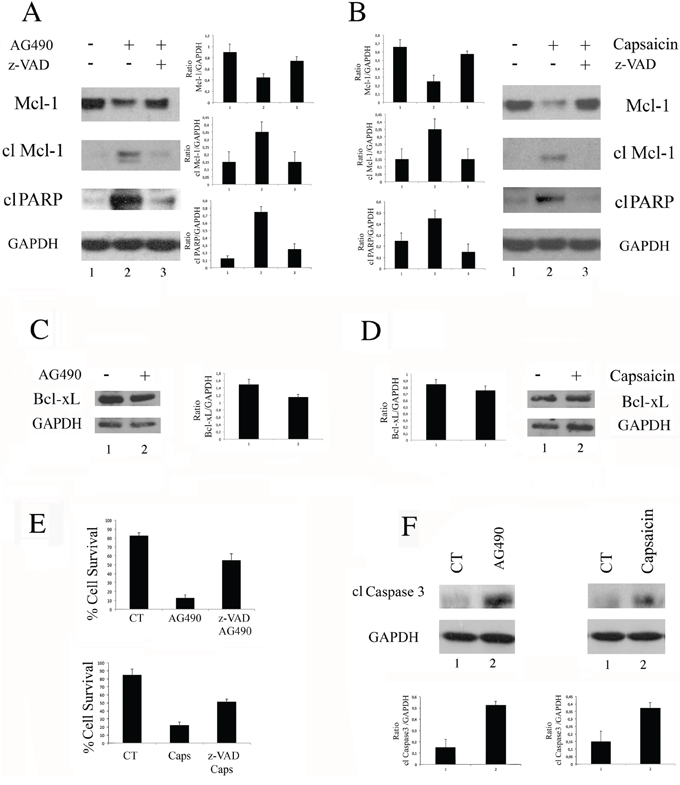 Capsaicin as well as AG490 induces a caspase-dependent cleavage of Mcl-1 and cell death.