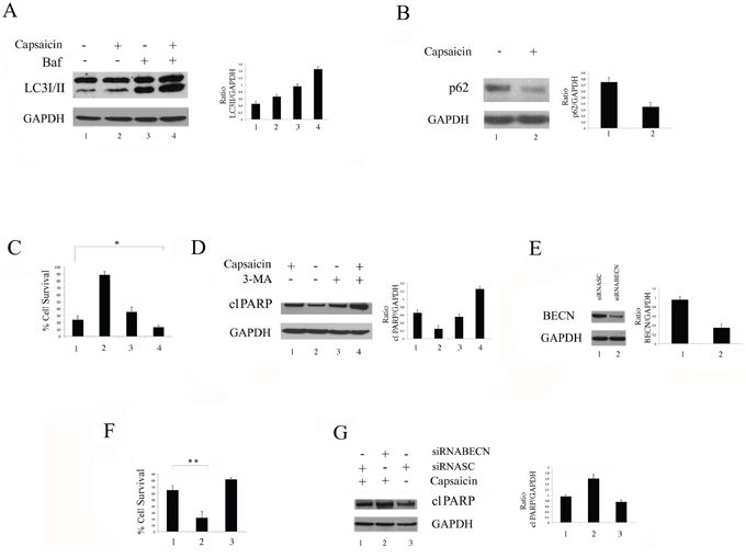 Capsaicin induces a complete and pro-survival autophagy in PEL cells.