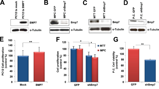 Bmp7 promotes proliferation of PCC cells in vitro.