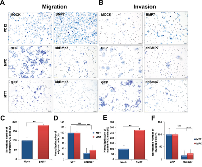 Bmp7 enhances migration and invasion of PCC cells in vitro.