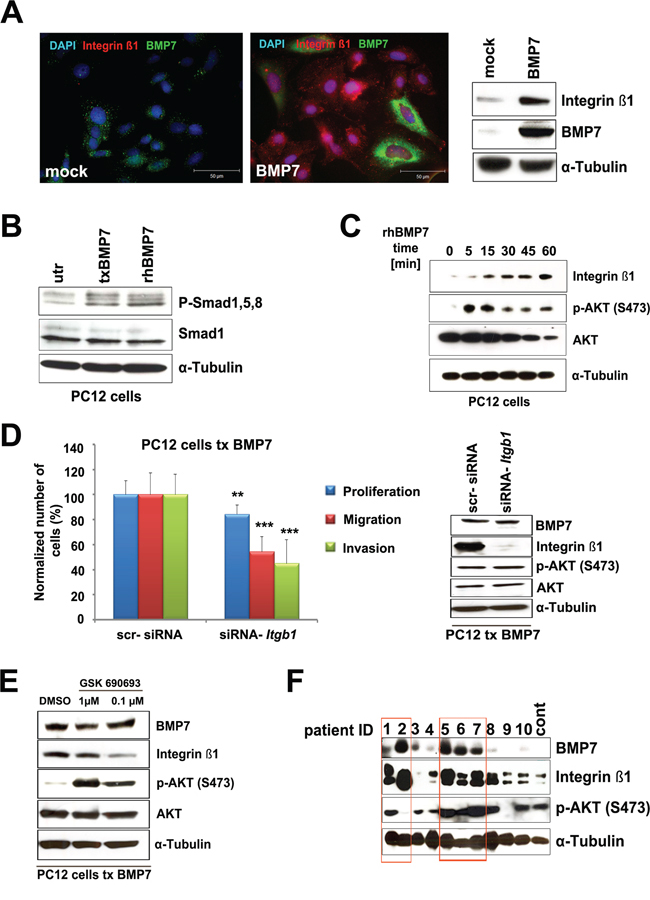 Downstream BMP7 signaling in PCC cells.