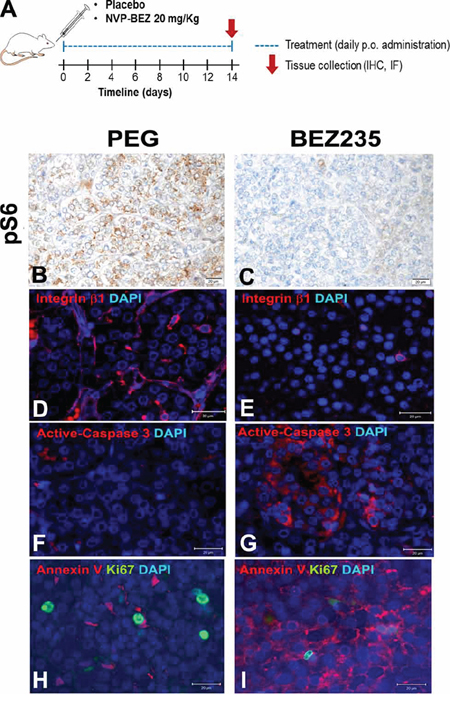 Ex vivo analysis of rat PCCs following placebo or NVP-BEZ235 treatment.