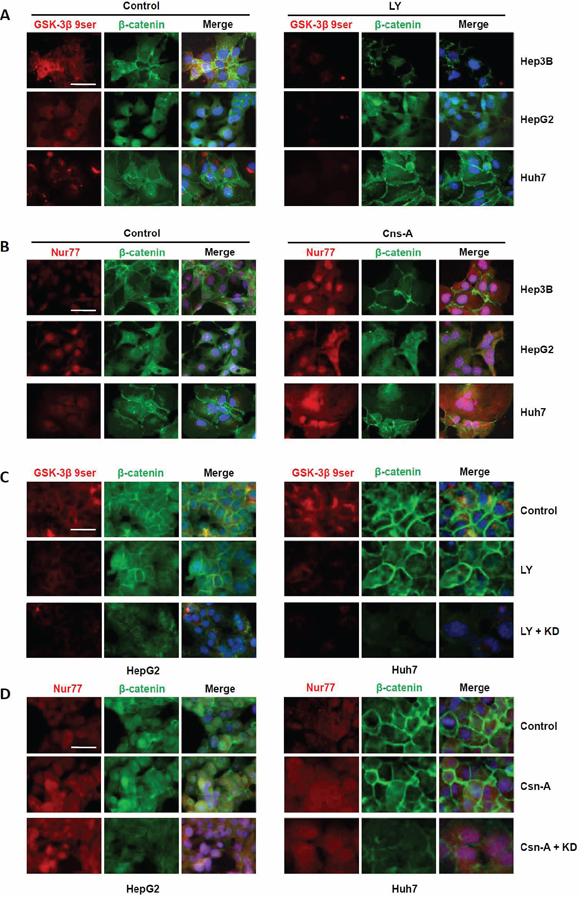 Interaction of NDRG1 with GSK-3&#x03B2; or Nur77 regulates &#x03B2;-catenin degradation in HCC cells.