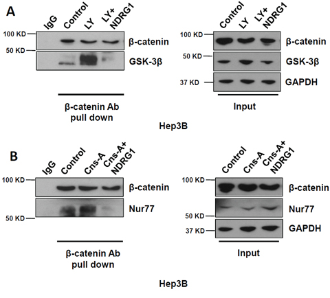 NDRG1 competitively disrupts GSK-3&#x03B2; - &#x03B2;-catenin and Nur77 - &#x03B2;-catenin interactions in HCC cells.