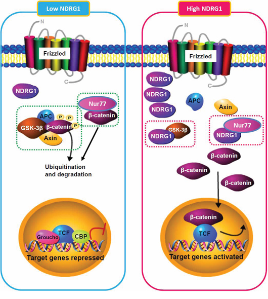 Schematic model illustrating the regulation of &#x03B2;-catenin turnover by NDRG1 and its interactions with GSK-3&#x03B2; and Nur77 in different cellular contexts (low or high NDRG1 levels).