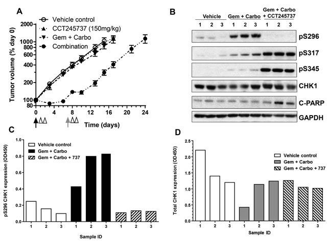 Development and validation of a pharmacodynamic biomarker assay for CCT245737 activity in human lung tumor xenografts.