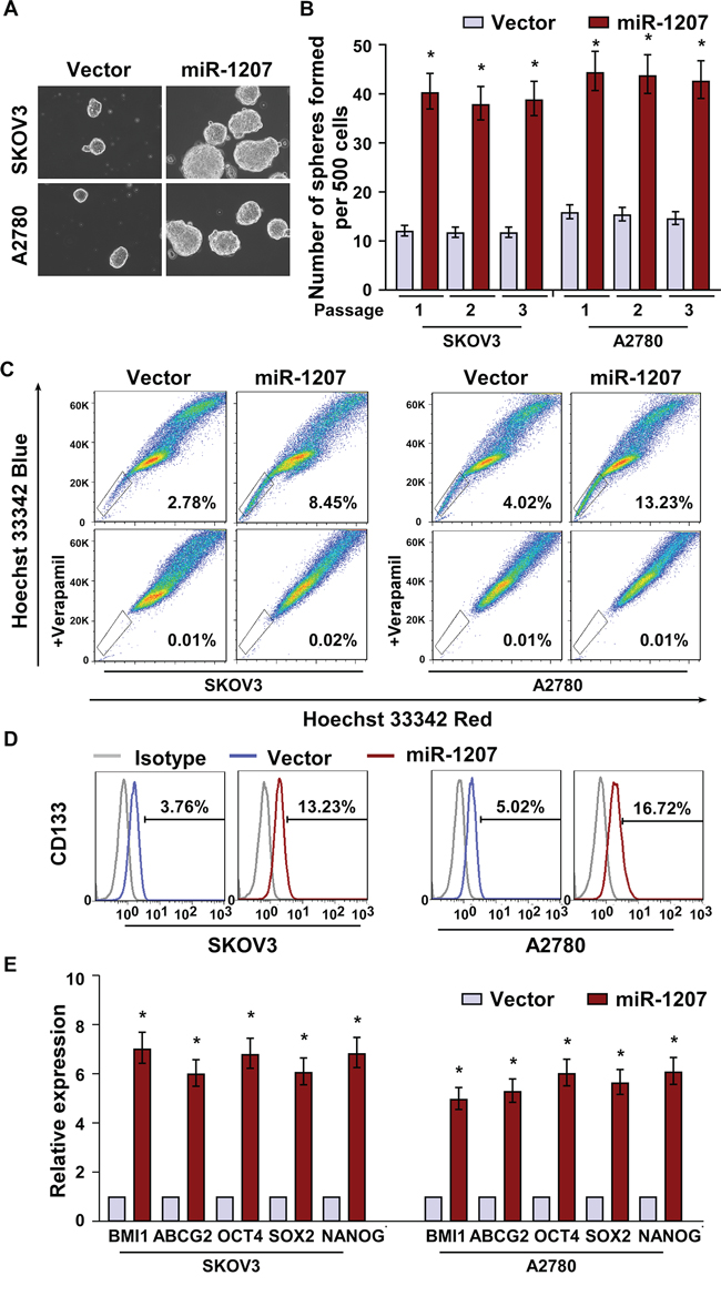 MiR-1207 overexpression promotes cancer stem&ndash;like traits in ovarian cancer.