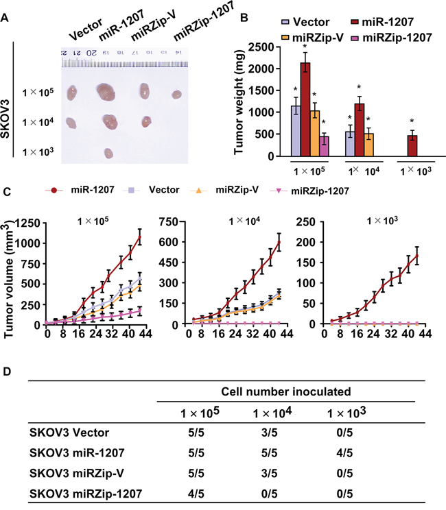 MiR-1207 enhances ovarian cancer cell tumorigenicity in vivo.