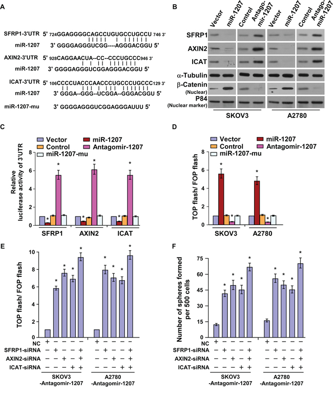 MiR-1207 directly targets SFRP1, Axin2, and ICAT.