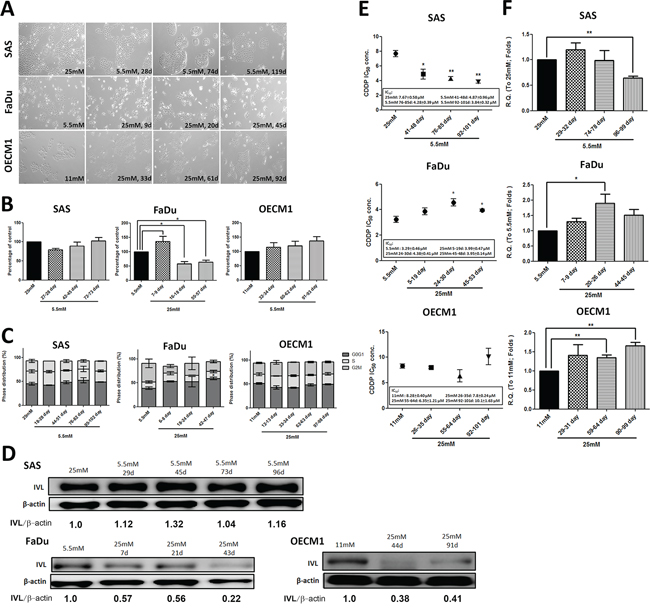 Differential cell growth, decreased cell differentiation and upregulated ABCG2-mediated cisplatin resistance under prolonged high-glucose treatments in HNSCC cells.
