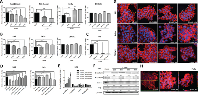 Hyperglycemia increased cell motility via up-regulated epithelial-mesenchymal transition (EMT) and F-actin rearrangement.