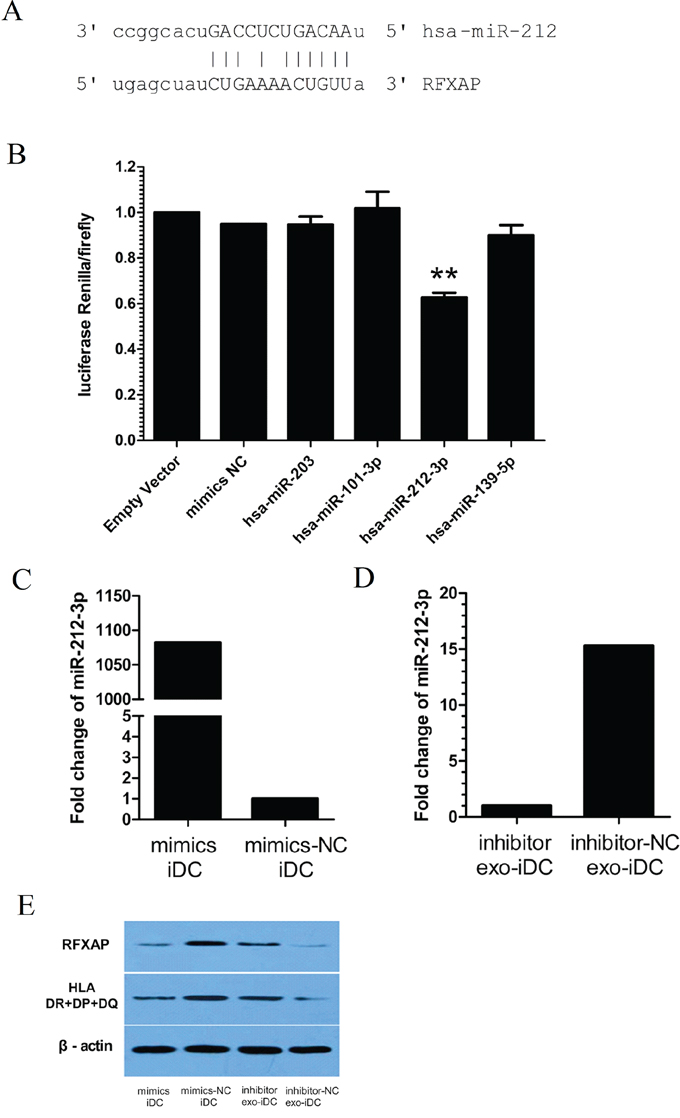 PANC-1-derived exosomes inhibit RFXAP and MHC II expression via miR-212-3p.
