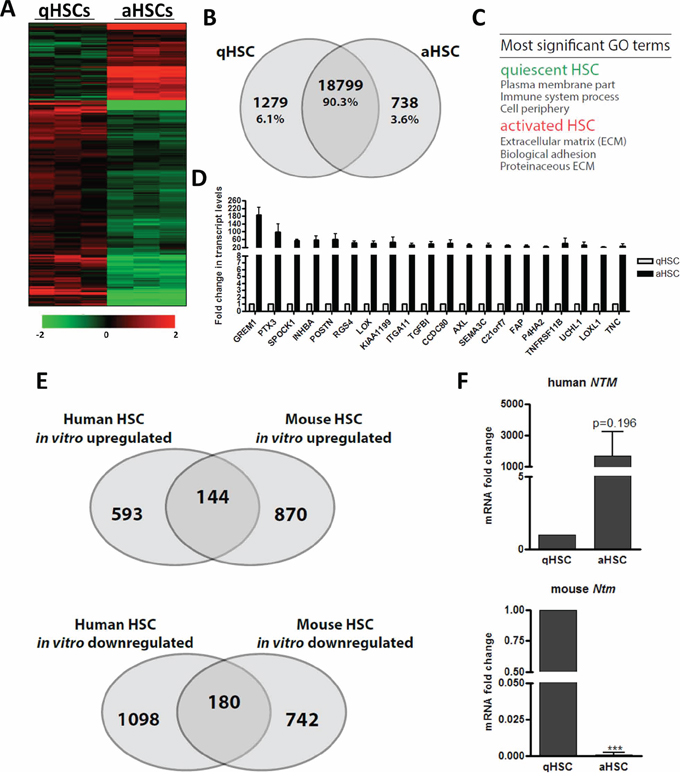 The gene expression changes elicited by in vitro HSC activation poorly correlate between mouse and human.