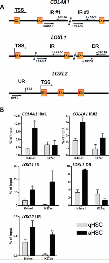 Identification of putative novel enhancer elements for the pro-fibrotic COL4A1, LOXL1 and LOXL2 genes.