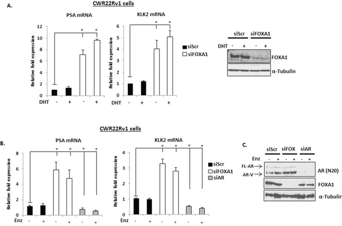 FOXA1 depletion up-regulates PSA and KLK2 expression in CWR22Rv1 cells.