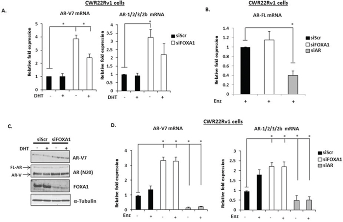 FOXA1 knockdown elevates AR-V expression in CWR22Rv1 cells.