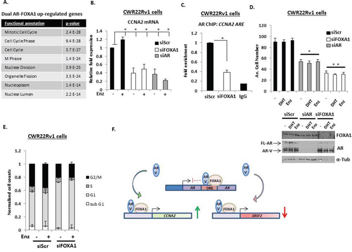 AR-Vs and FOXA1 co-regulate pro-proliferative genes.