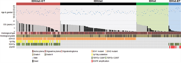 Clinical and molecular data of 214 lower-grade gliomas in the study.