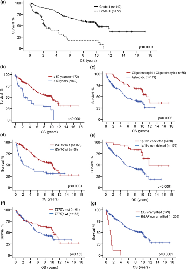 Kaplan-Meier survival analysis by histological grade, age, histological type, IDH1/2 mutation, 1p/19q codeletion, TERTp mutation and EGFR amplification.