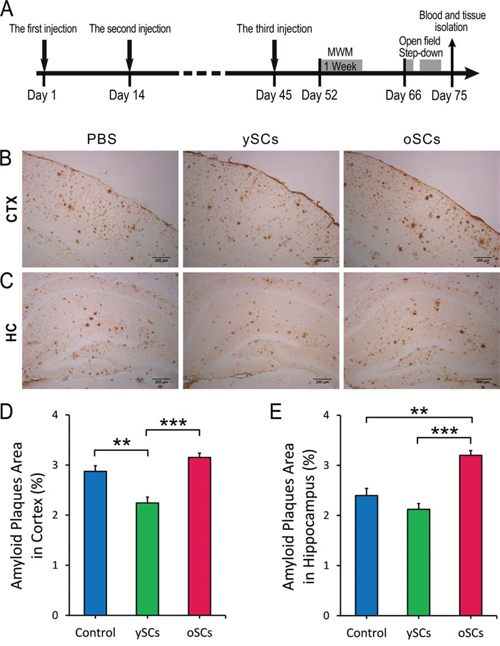 The effect of SCs treatments on cerebral A&#x03B2; clearance.