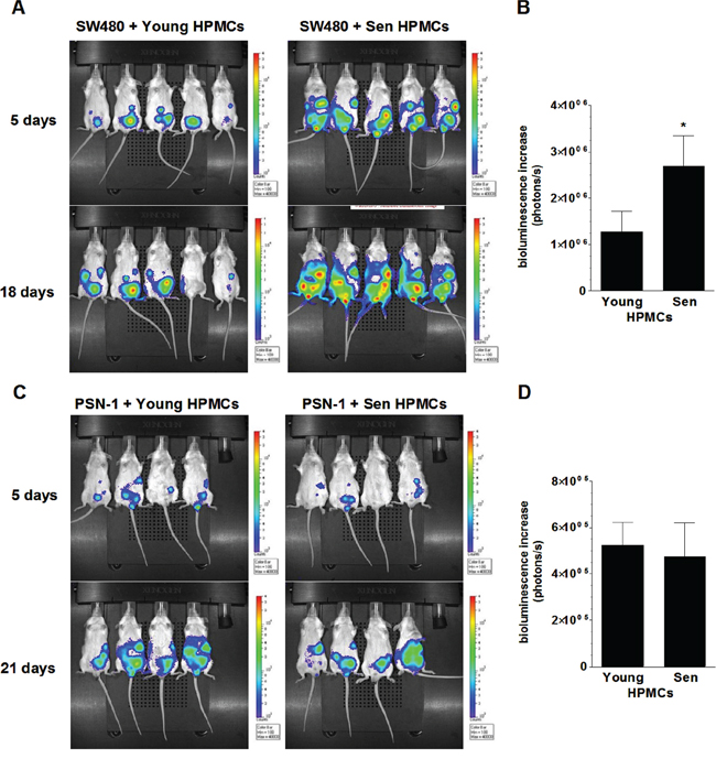 Bioluminescence-based examination of the intraperitoneal development of colorectal (A, B) and pancreatic (C, D) tumors in mice injected with SW480 and PSN-1 cancer cells, respectively, in combination with young or senescent (sen) HPMCs.