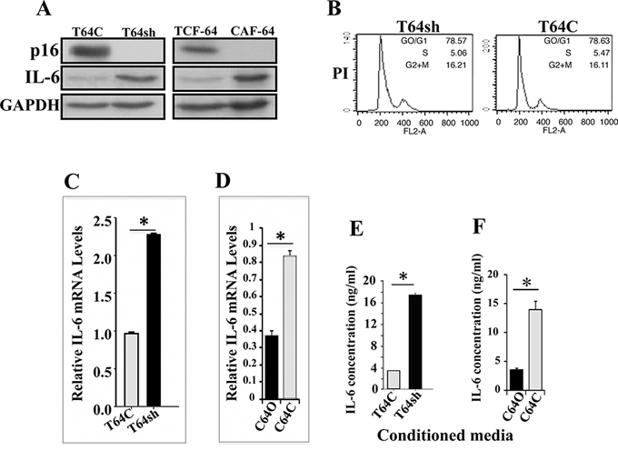 p16 suppresses IL-6 expression and secretion.