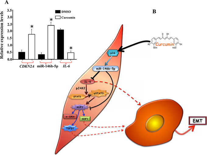 Curcumin induces miR-146b-5p.