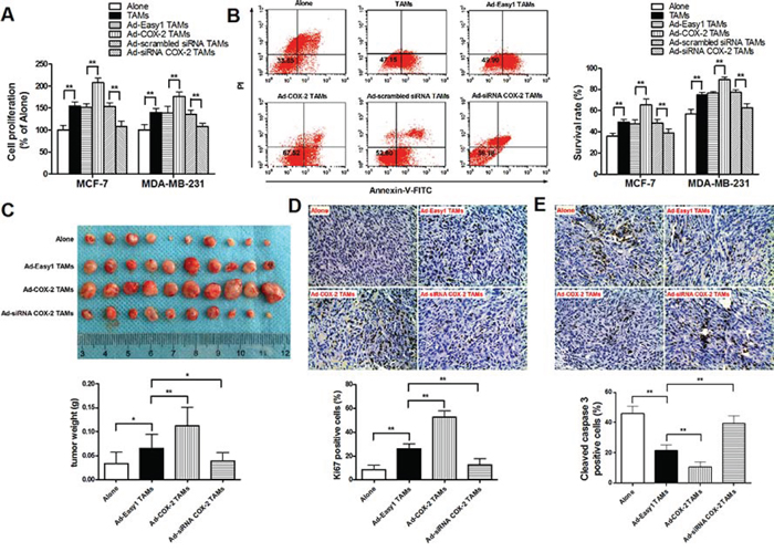 COX-2 in macrophages promotes breast cancer growth.