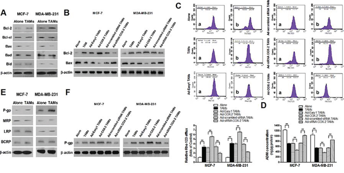 COX-2 in TAMs increases the expression of Bcl-2 and P-gp and decreases Bax expression in breast cancer cells.