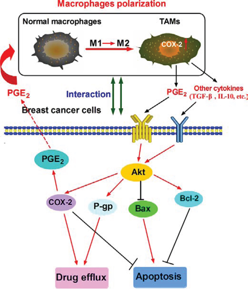 Proposed mechanistic model showing COX-2&#x002B; TAMs-induced cell survival in breast cancer.